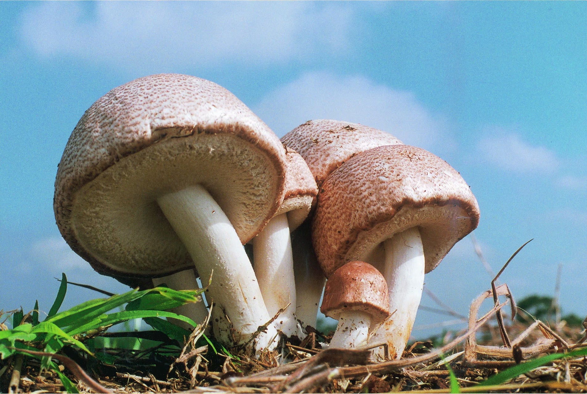 Almond Mushrooms