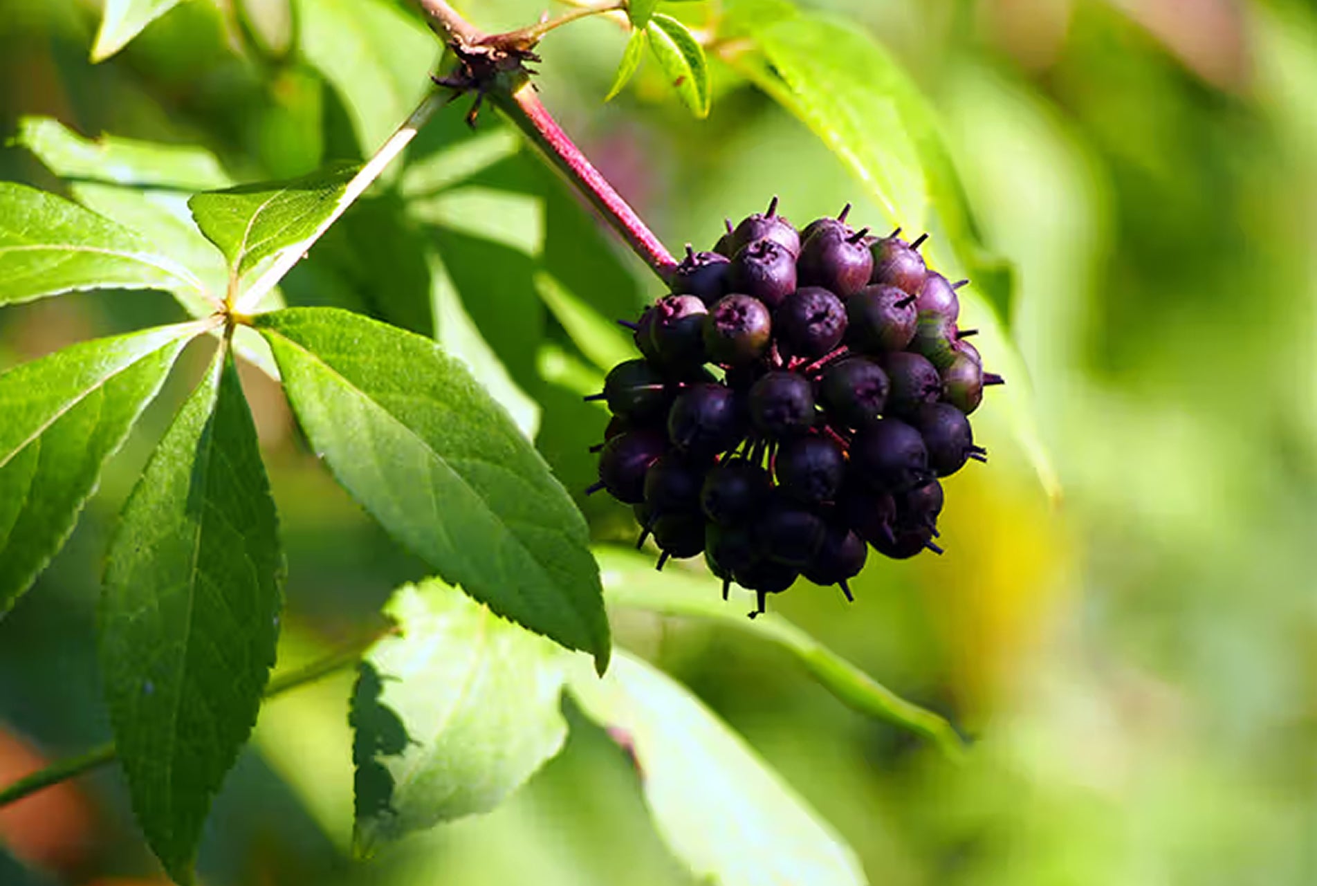 Eleuthero Berries